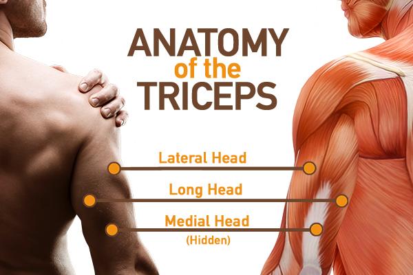 triceps anatomy | arm muscles