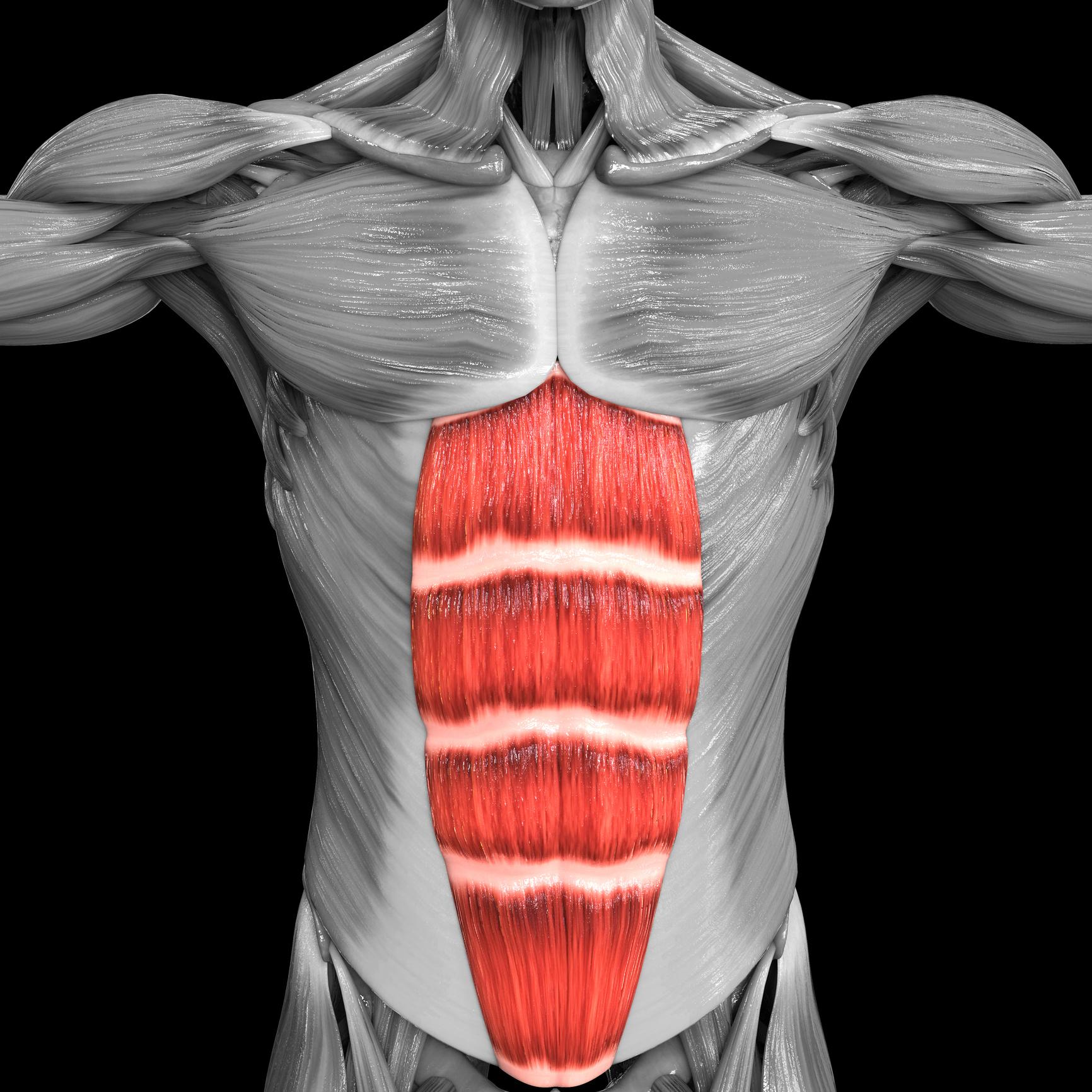 Diagram of Rectus Abdominis | Hollow Body Hold