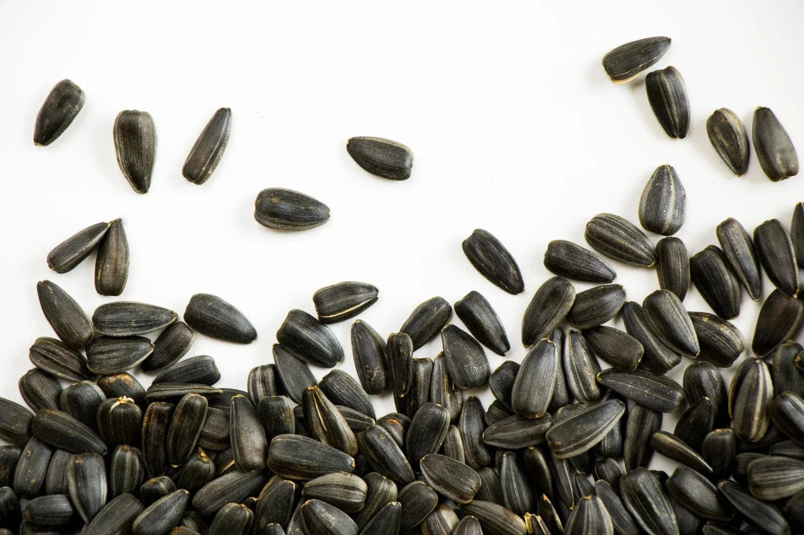 Un-hulled sunflower Seeds on a white background