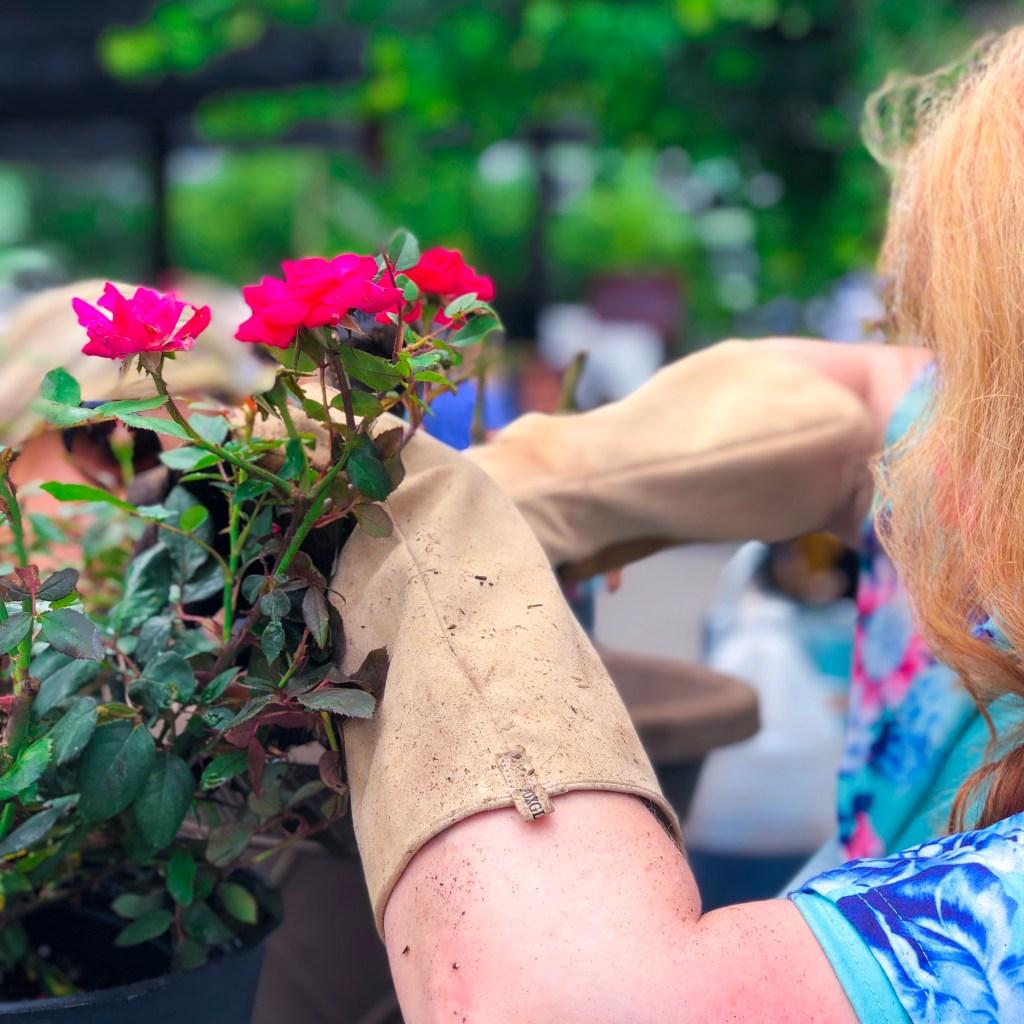 Top Garden Blogger, How to Grow Roses