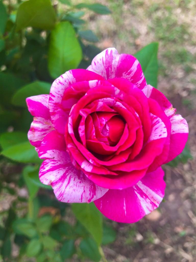 Show Your Stripes, Rose of the Year Jackson and Perkins, Top Garden Blogger