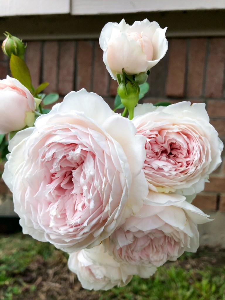 Earth Angel Rose