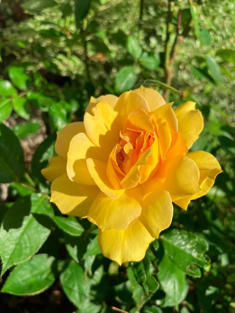 Golden Celebration Rose