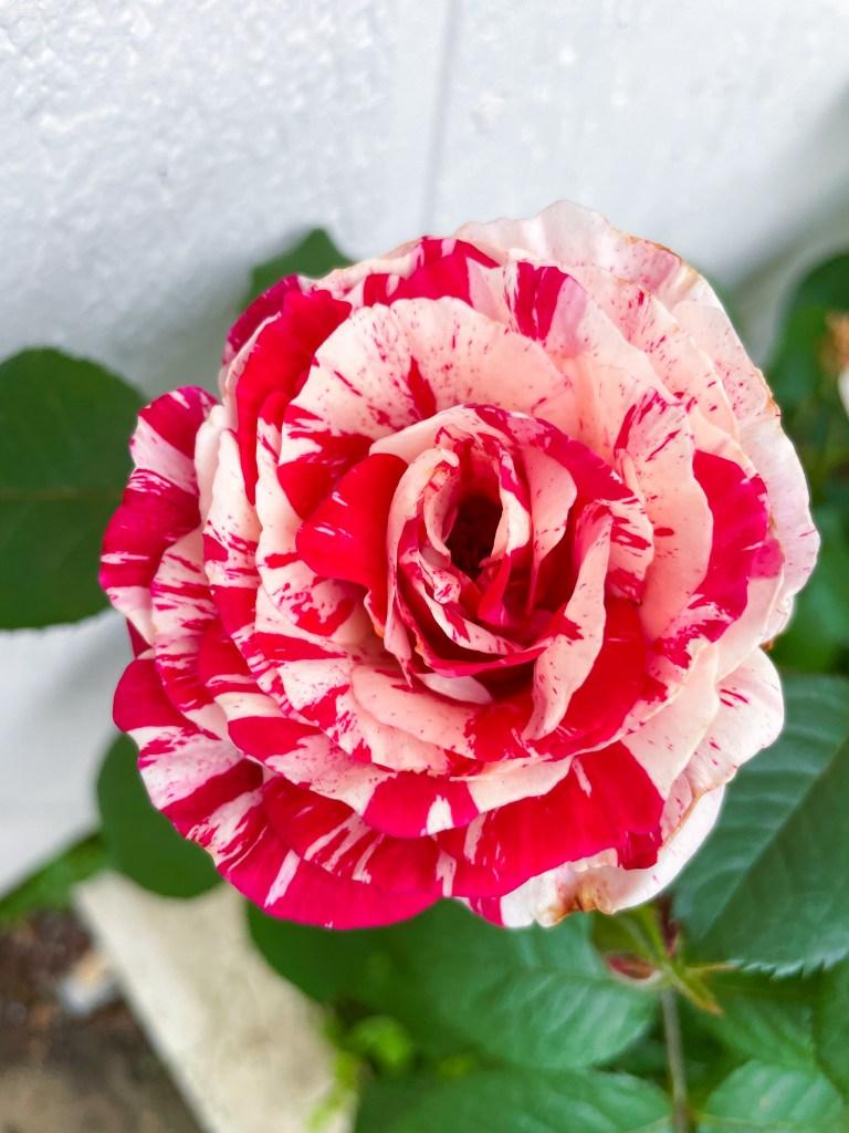 Scentimental Rose