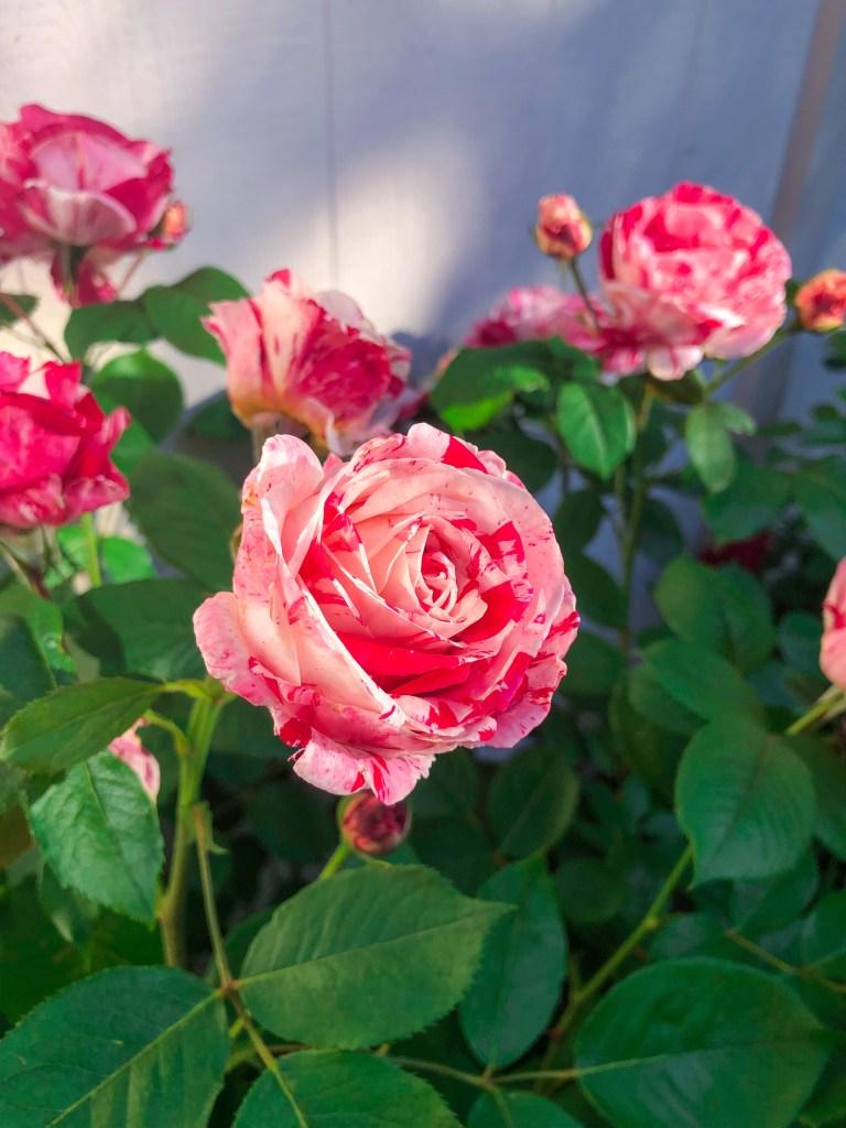Scentimental Rose