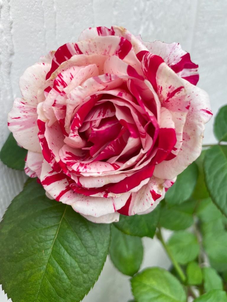Scentimental Rose