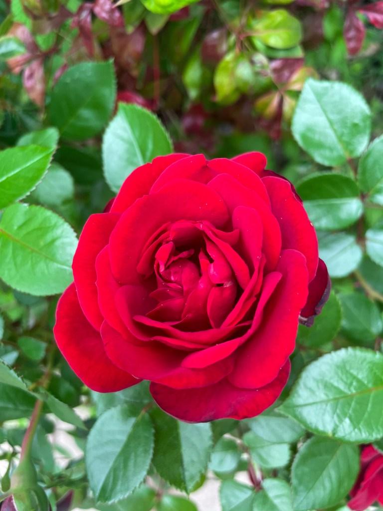 Bordeaux Rose