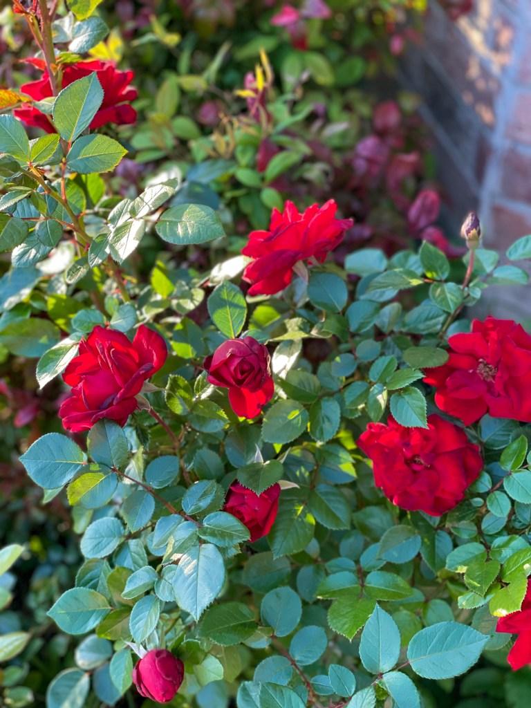 Bordeaux Rose