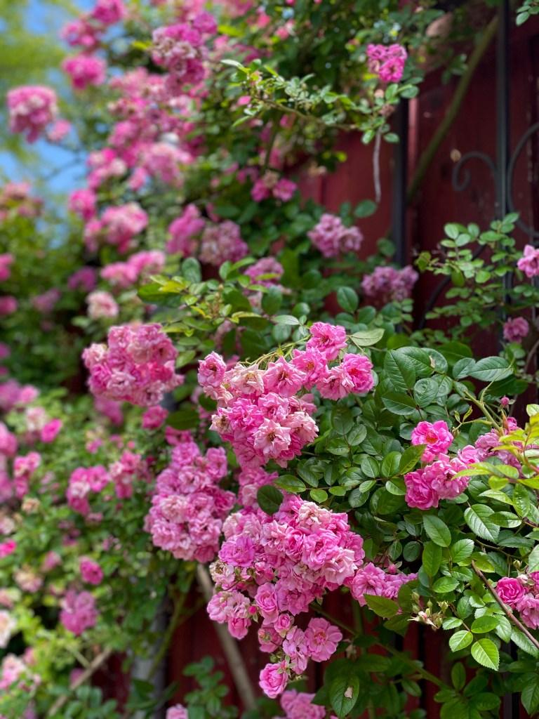 Peggy Martin Rose