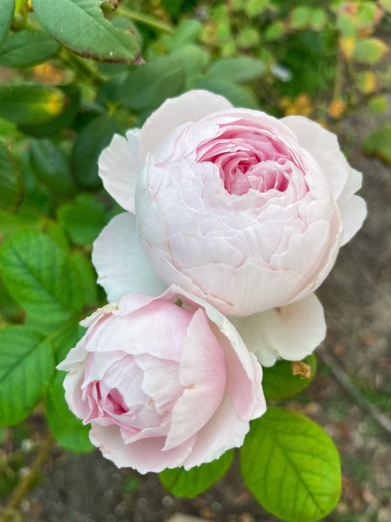 Earth Angel Rose