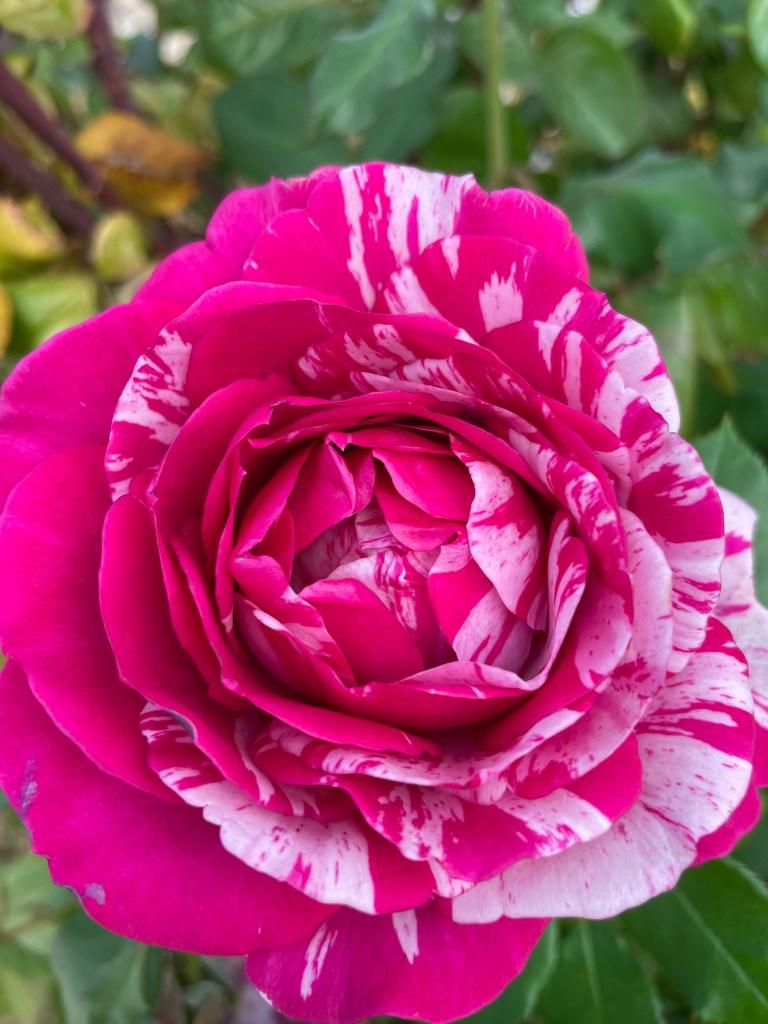 Show Your Stripes Rose