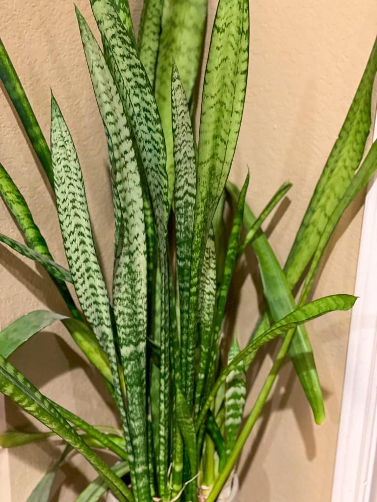 Snake Plants