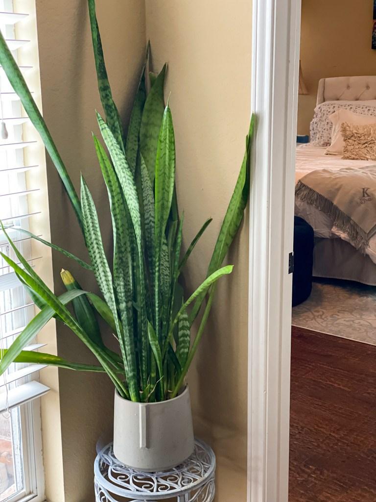 Snake Plants