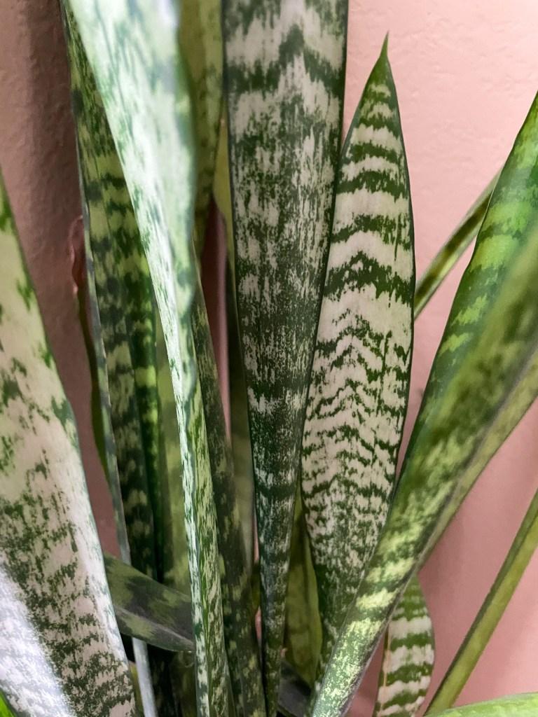 Snake Plants