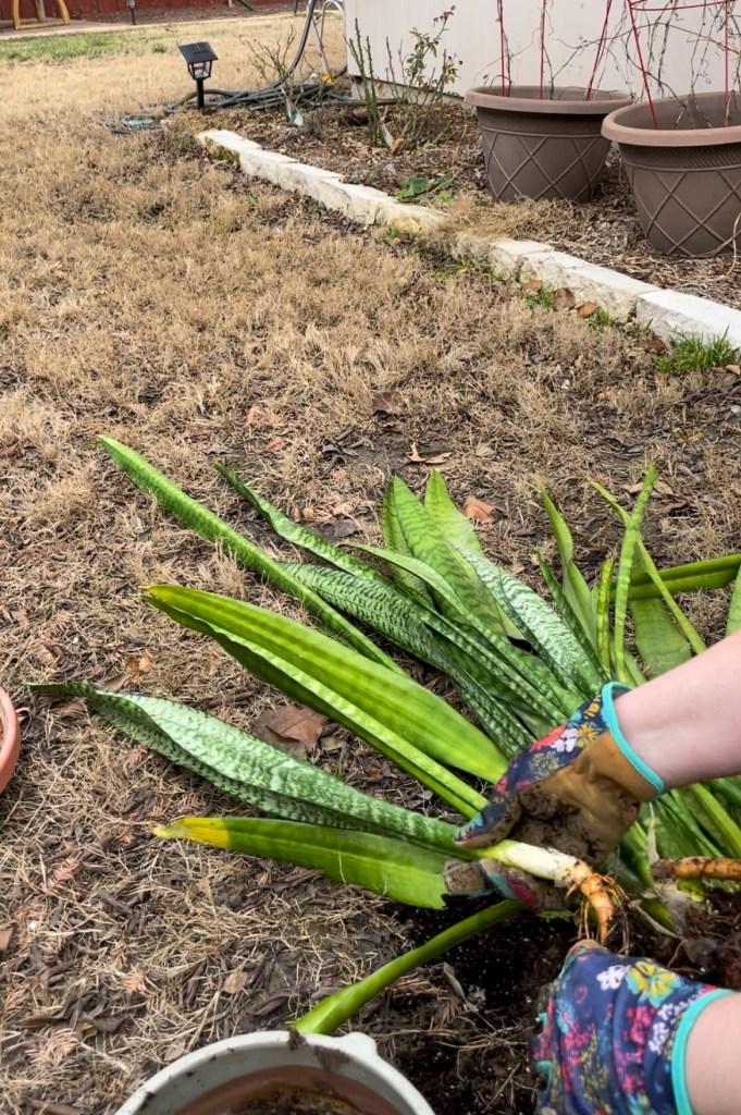Snake Plants
