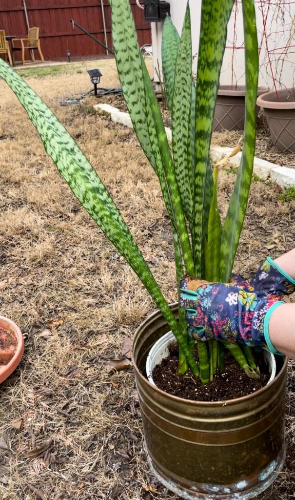 Snake Plants