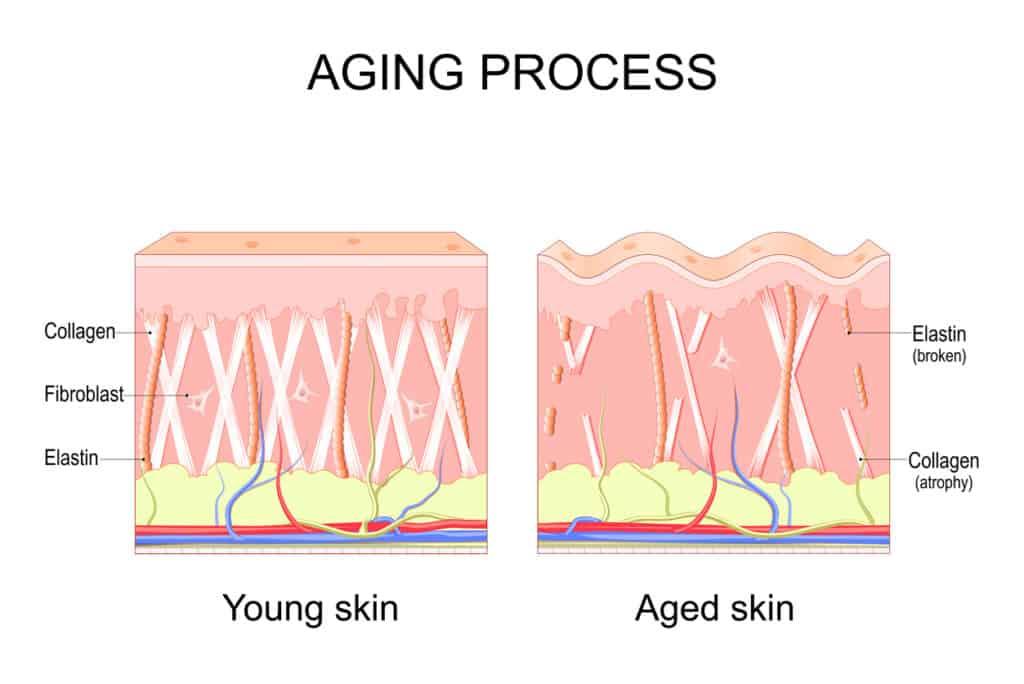collagen and skin
