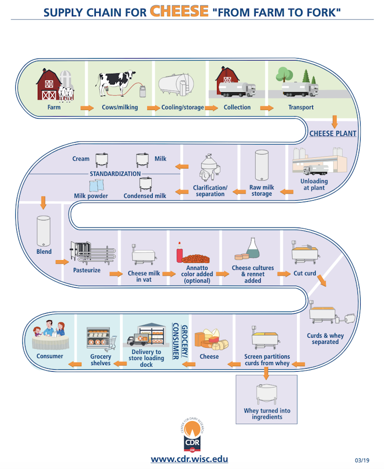 A graphic showing the many steps between a farmer harvesting milk from cows and the cheese reaching the consumer.