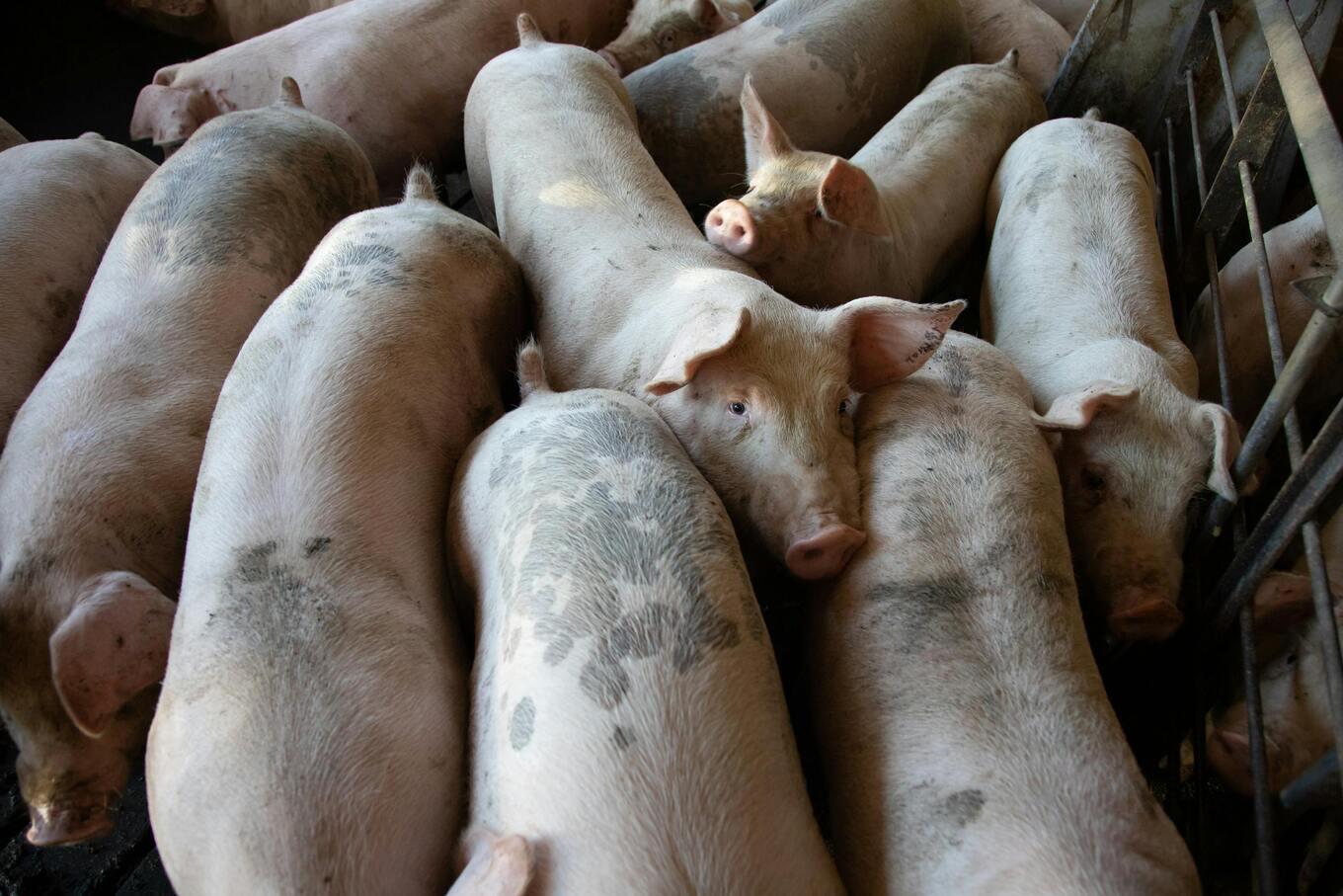VegNews.pigfarming.pexels